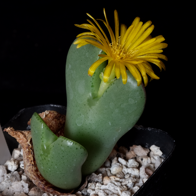 Conophytum christiansenianum
