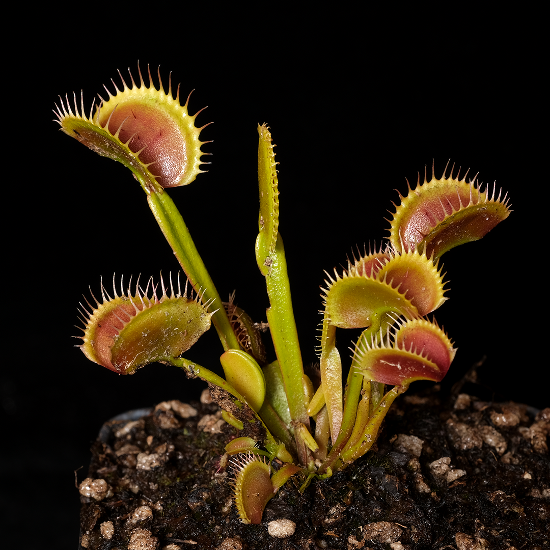 Dionaea muscipula 'Chupacabra'