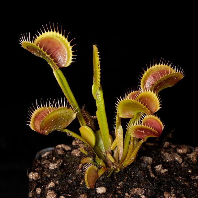 Dionaea muscipula 'Chupacabra'
