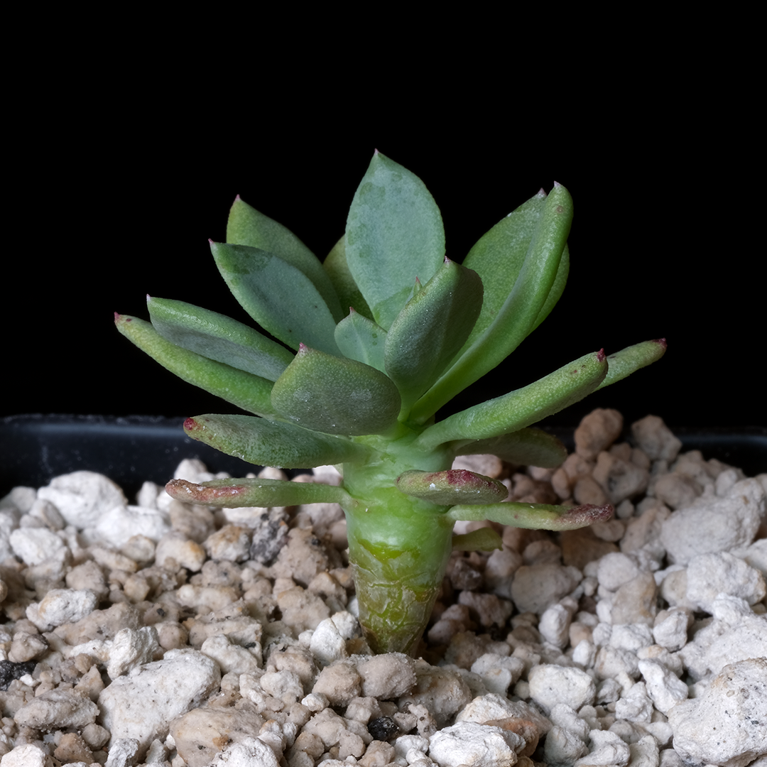 Cistanthe guadalupensis