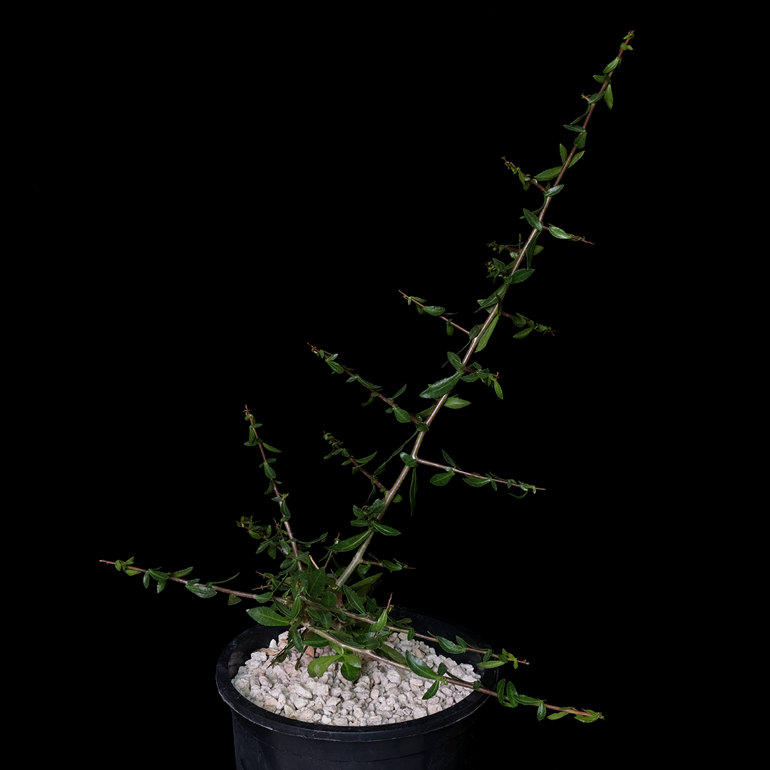Commiphora kua