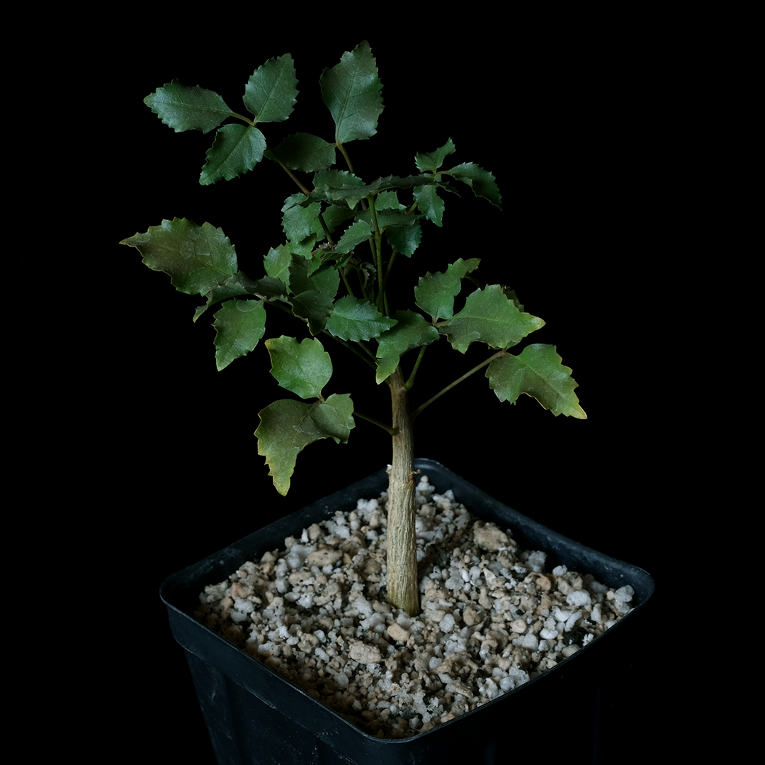 Commiphora saxicola