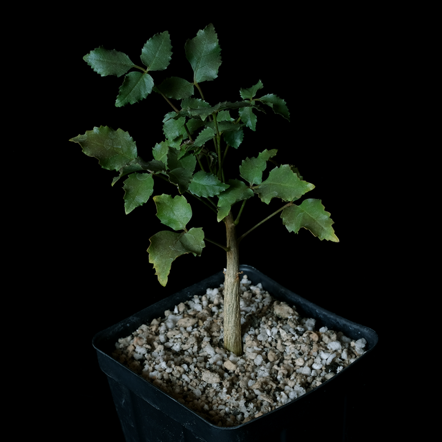 Commiphora saxicola