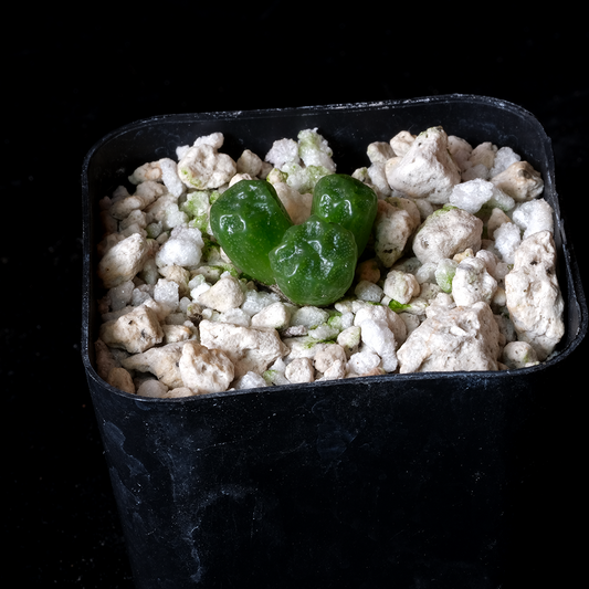 Conophytum ectypum ssp. sulcatum