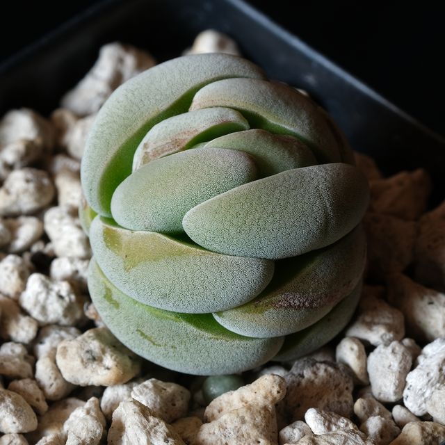 Crassula alstonii