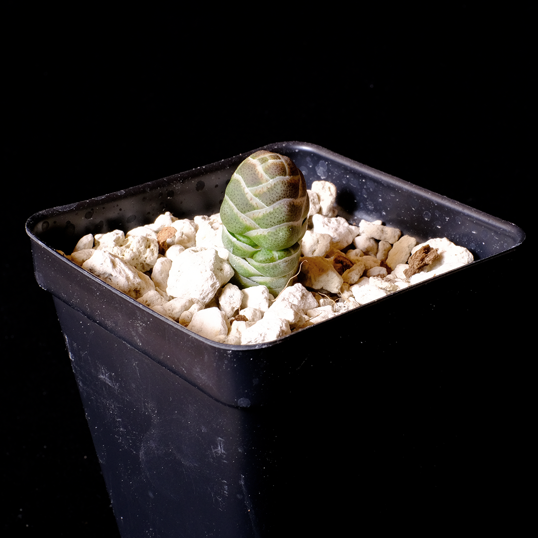 Crassula barklyi