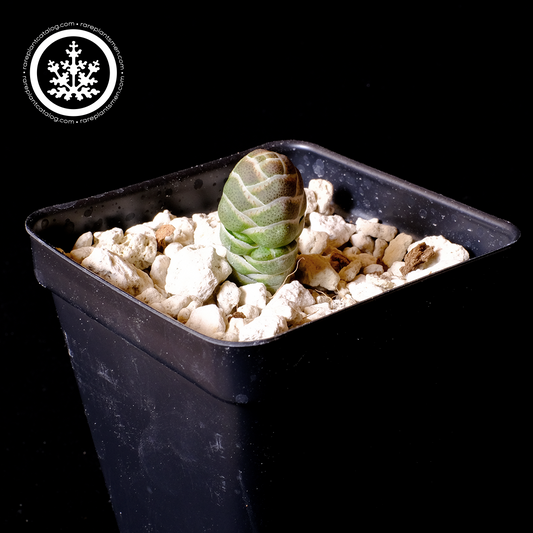 Crassula barklyi
