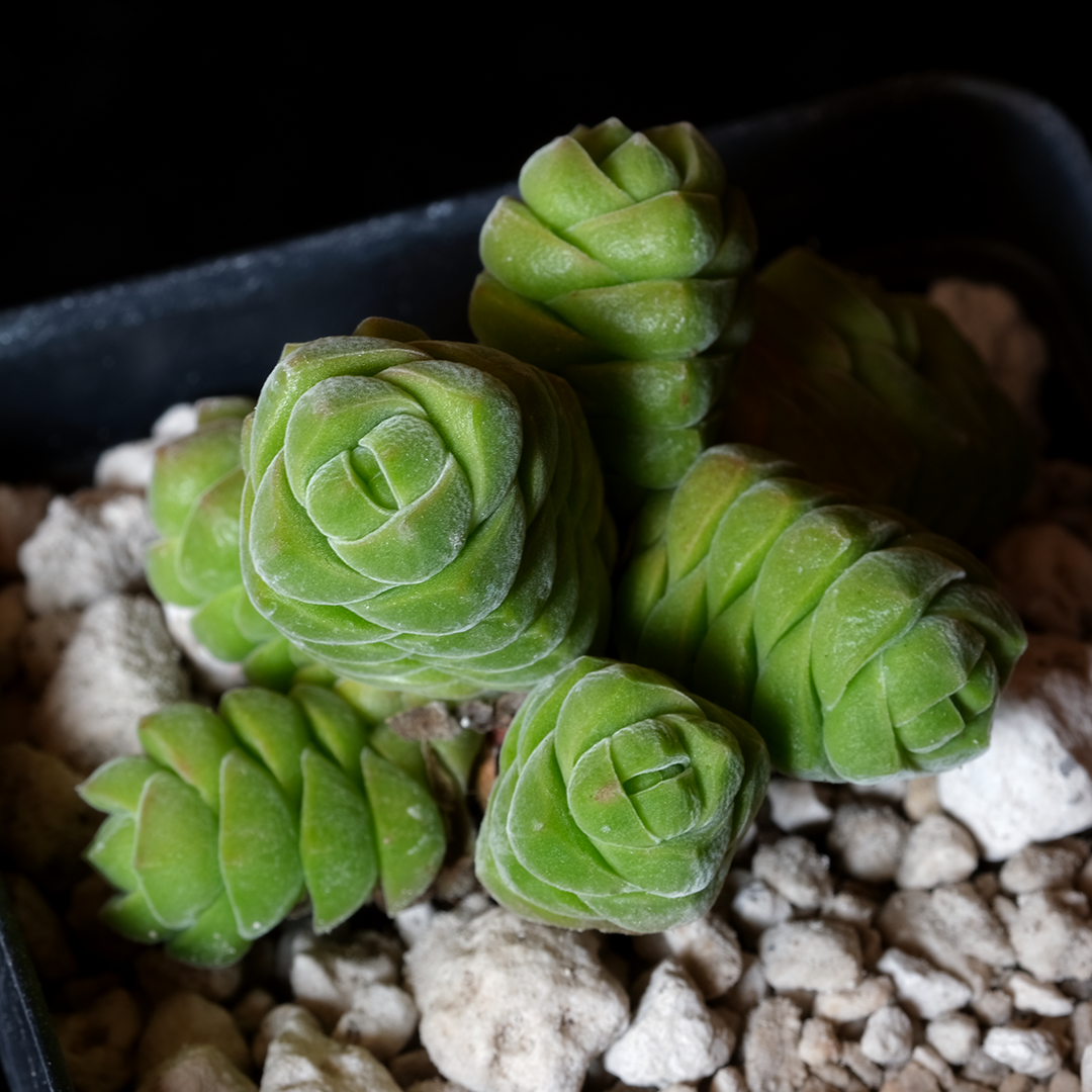 Crassula columella