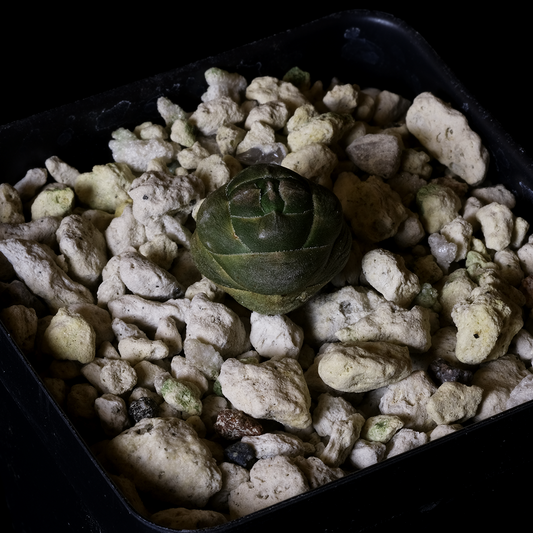 Crassula columnaris ssp. prolifera