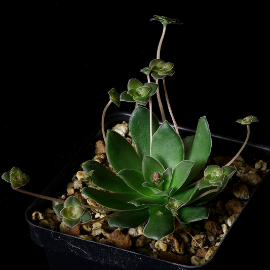 Crassula orbicularis