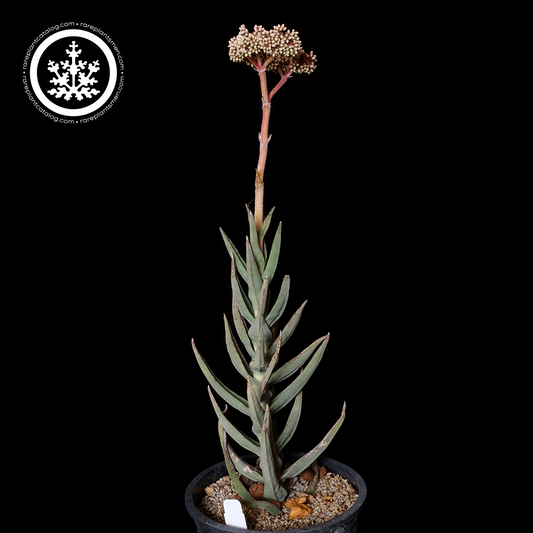 Crassula perfoliata