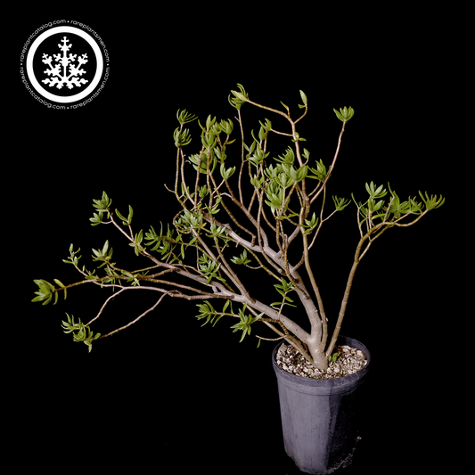 Crassula sarcocaulis