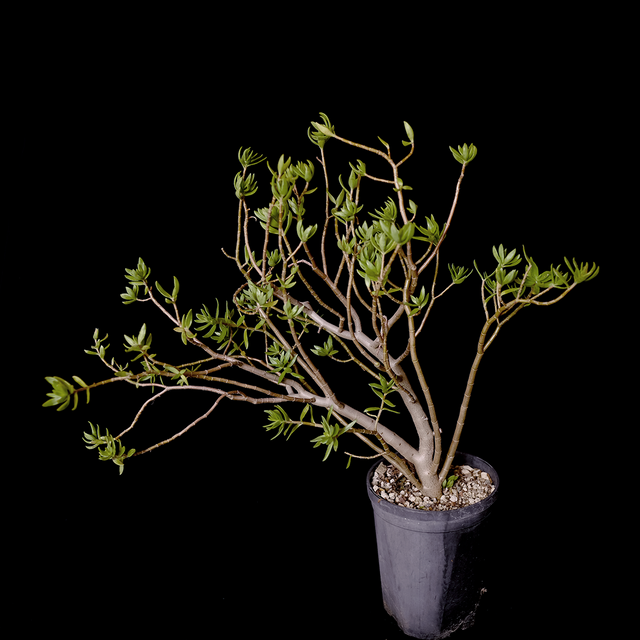 Crassula sarcocaulis