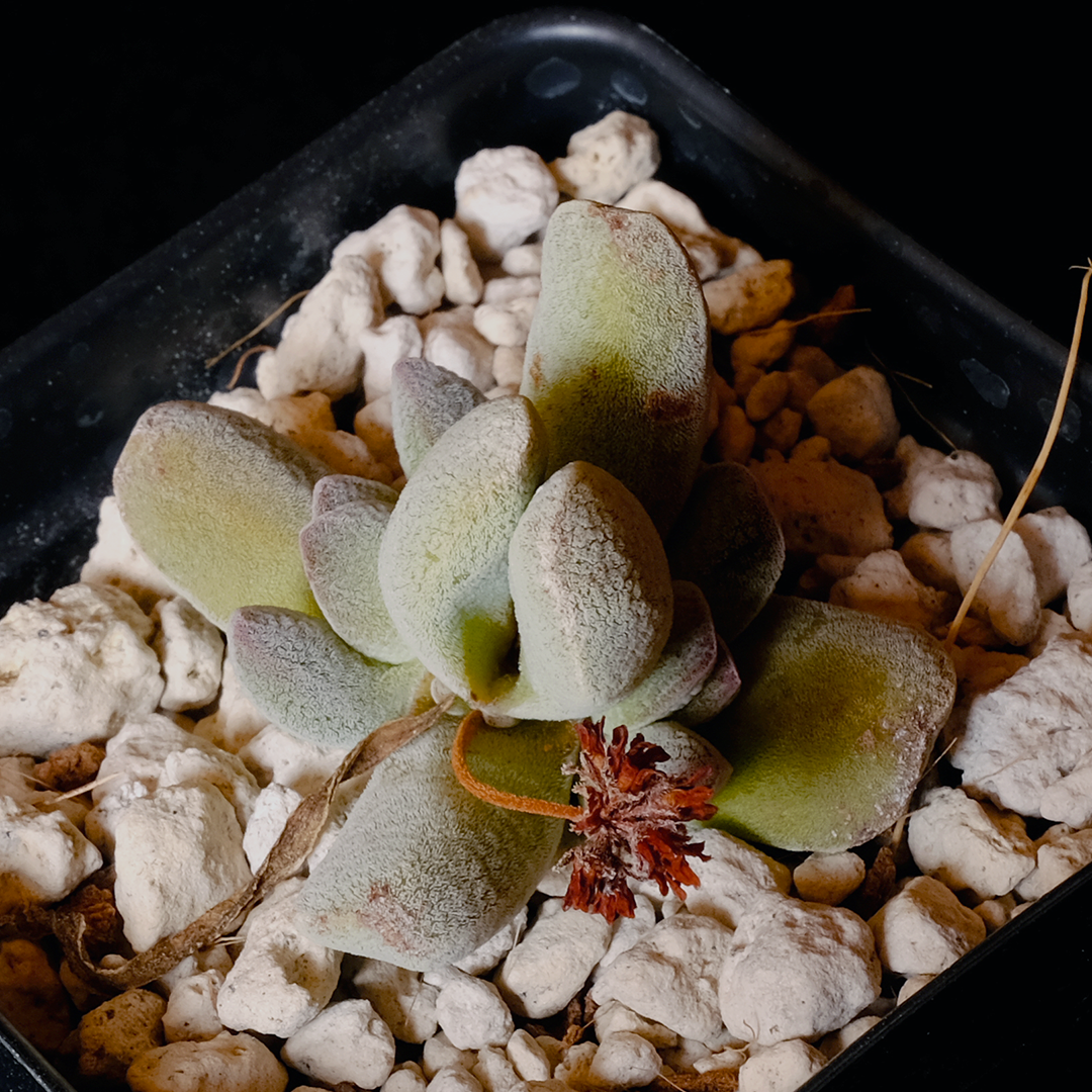 Crassula tecta