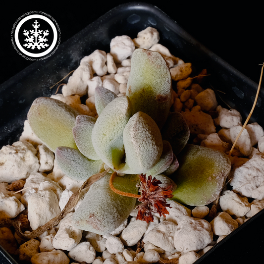 Crassula tecta