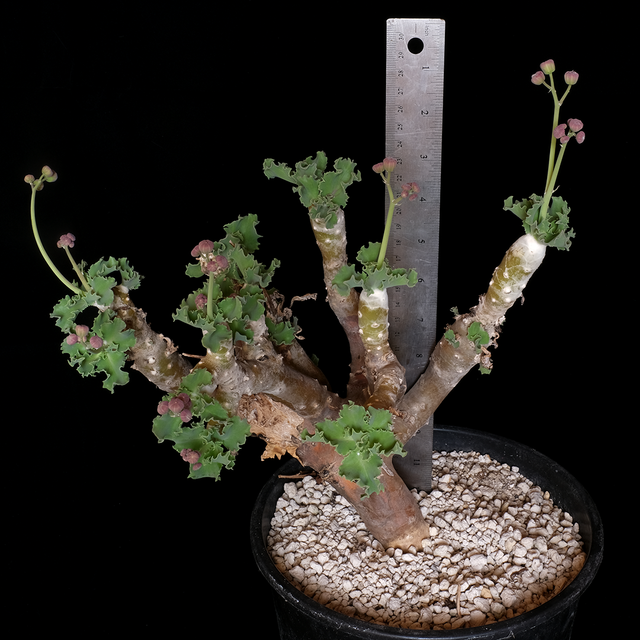 Othonna cremnophila XL specimen