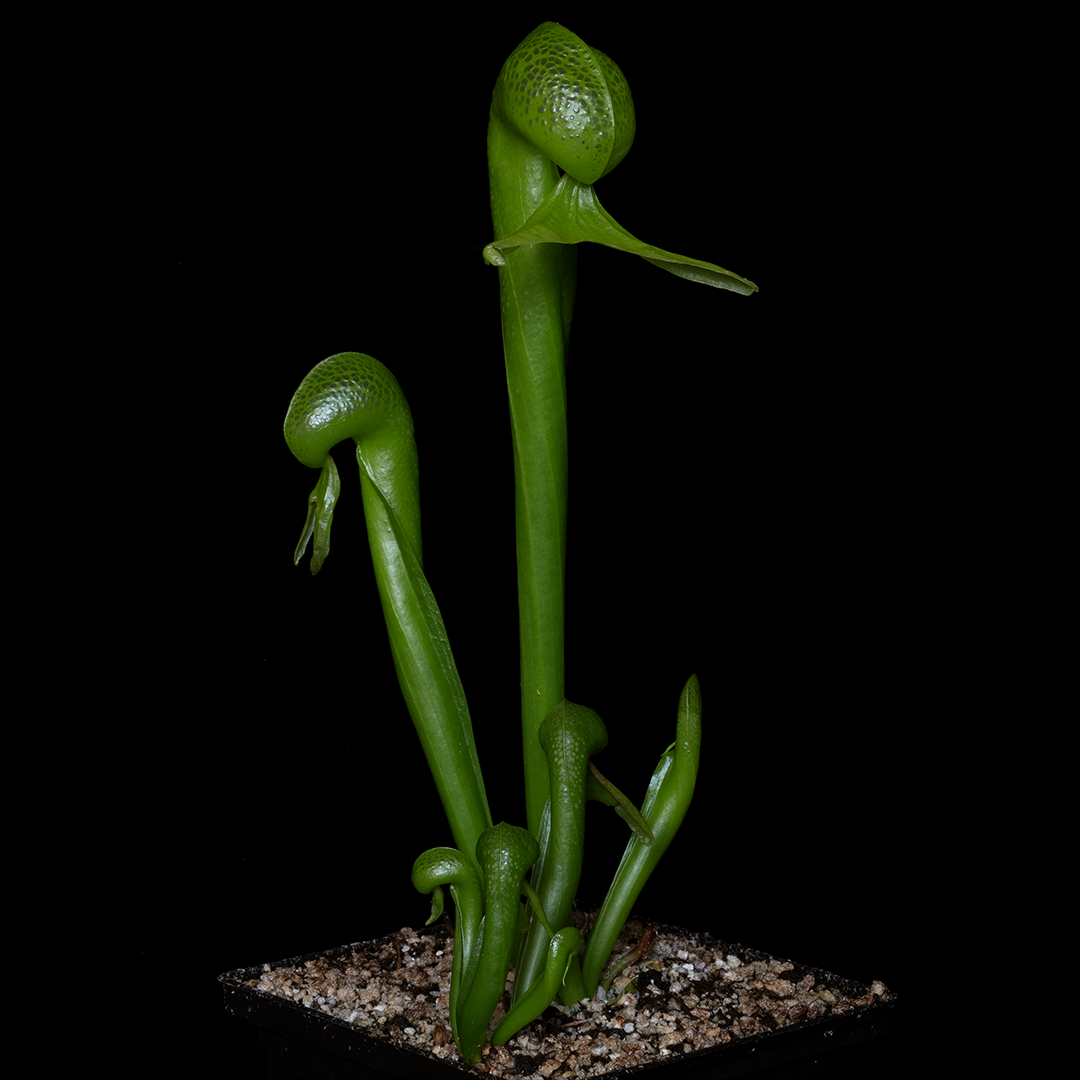Darlingtonia californica (large)
