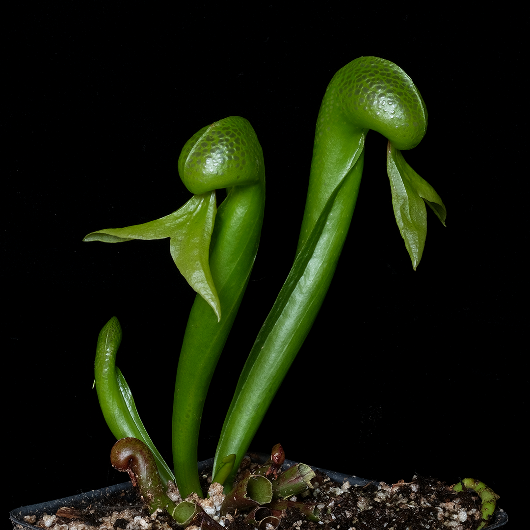 Darlingtonia californica (medium)