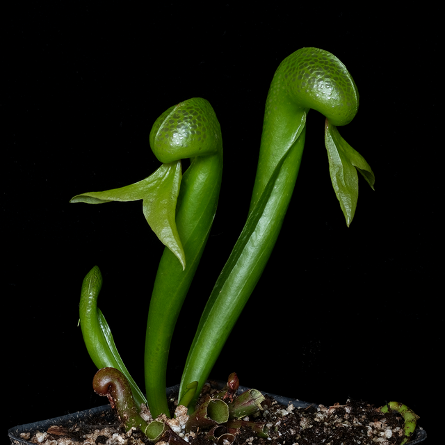 Darlingtonia californica (medium)