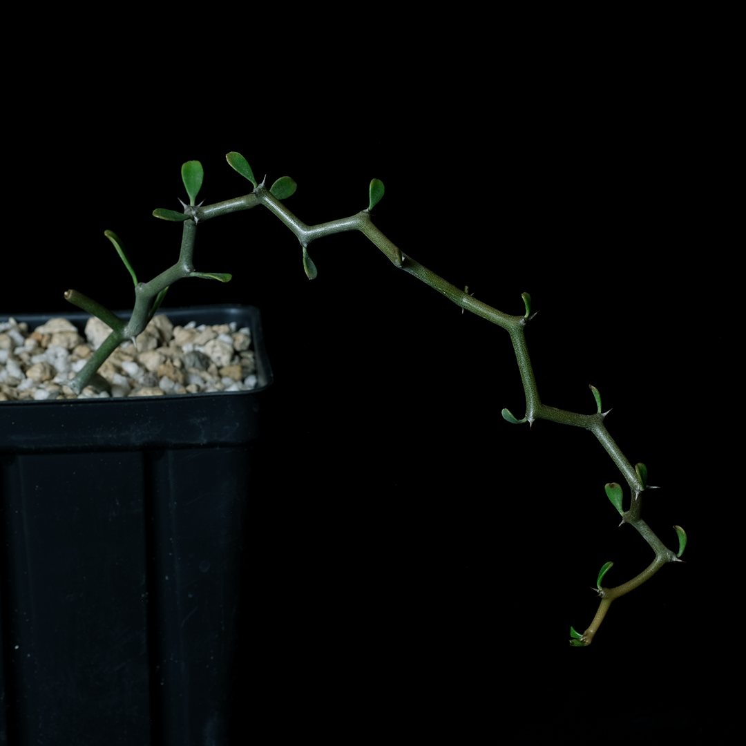 Decarya madagascariensis