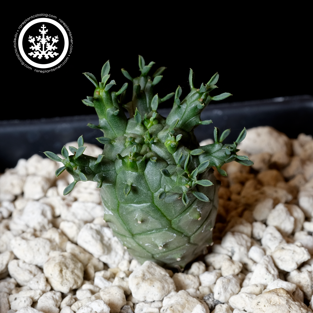 Euphorbia decepta
