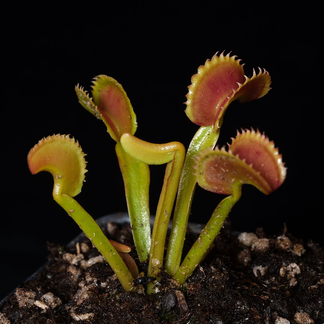 Dionaea muscipula 'Dente'