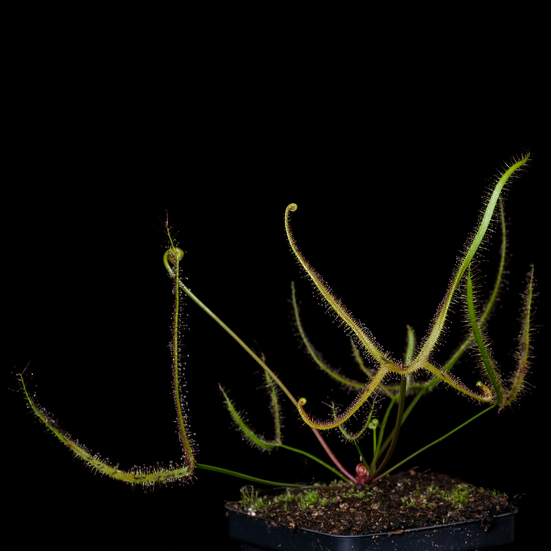 Drosera dichotoma 'Giant'