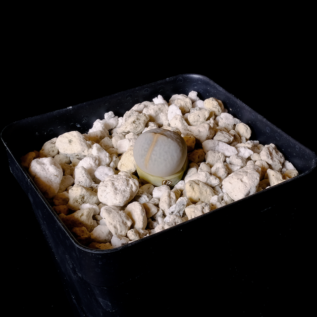 Dinteranthus pole-evansii