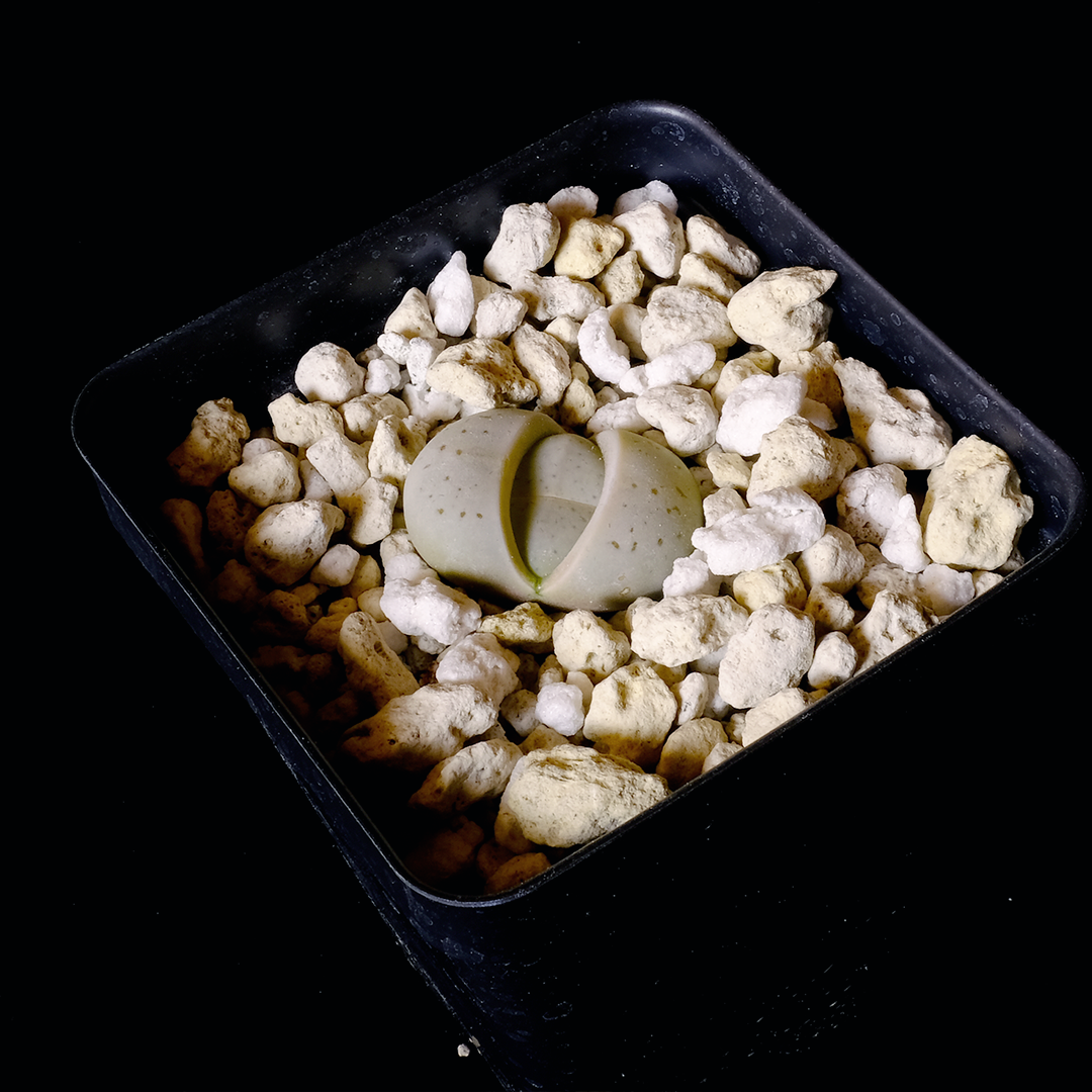 Dinteranthus vanzylii