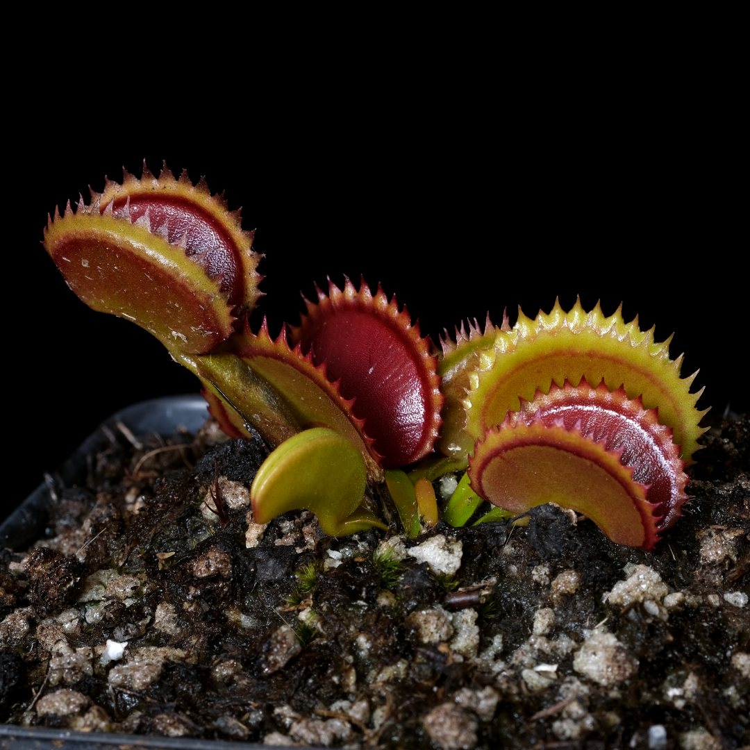 Dionaea muscipula 'Big Dracula'