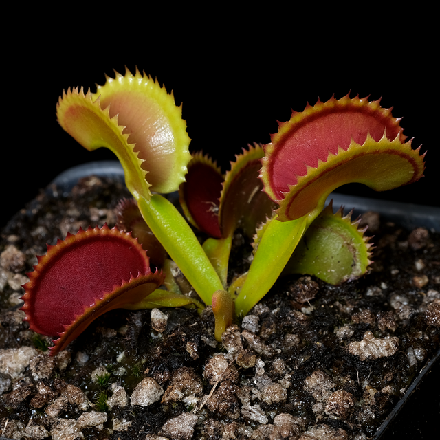 Dionaea muscipula 'Big Dracula'