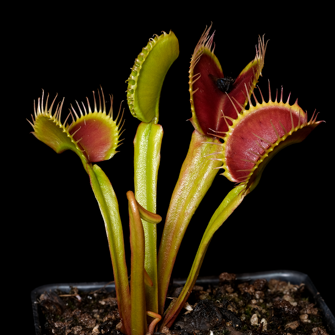 Dionaea muscipula 'Ginormous'