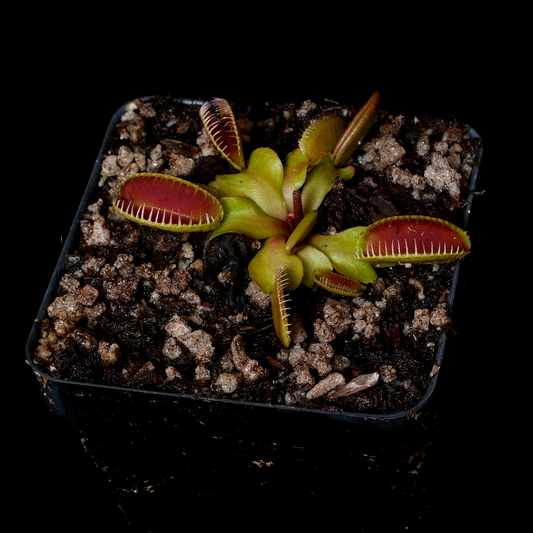 Dionaea muscipula 'Alien'