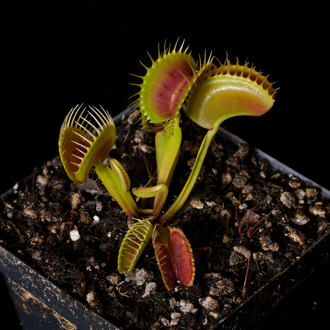 Dionaea muscipula 'Southwest Giant'
