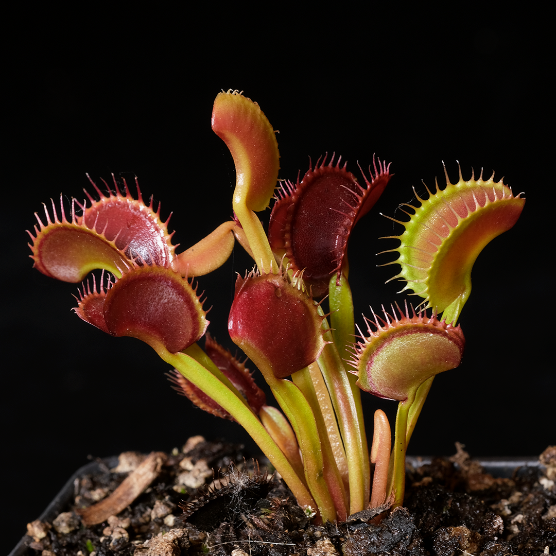 Dionaea muscipula 'Thundercat'