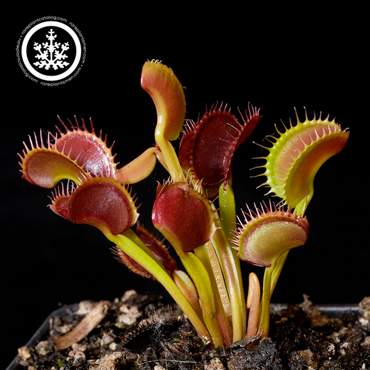 Dionaea muscipula "Thundercat"