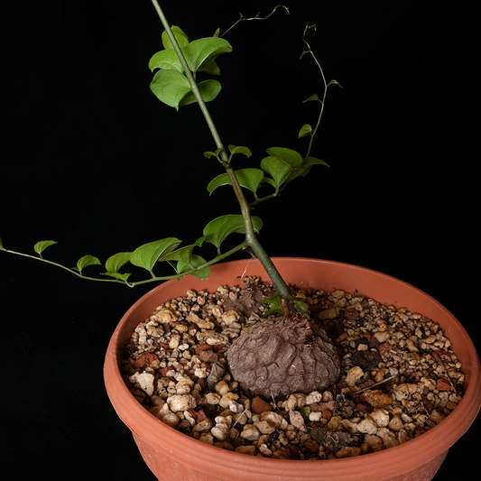 Dioscorea elephantipes