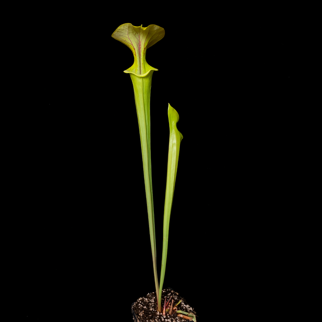 Sarracenia x 'Doreen's Colossus'