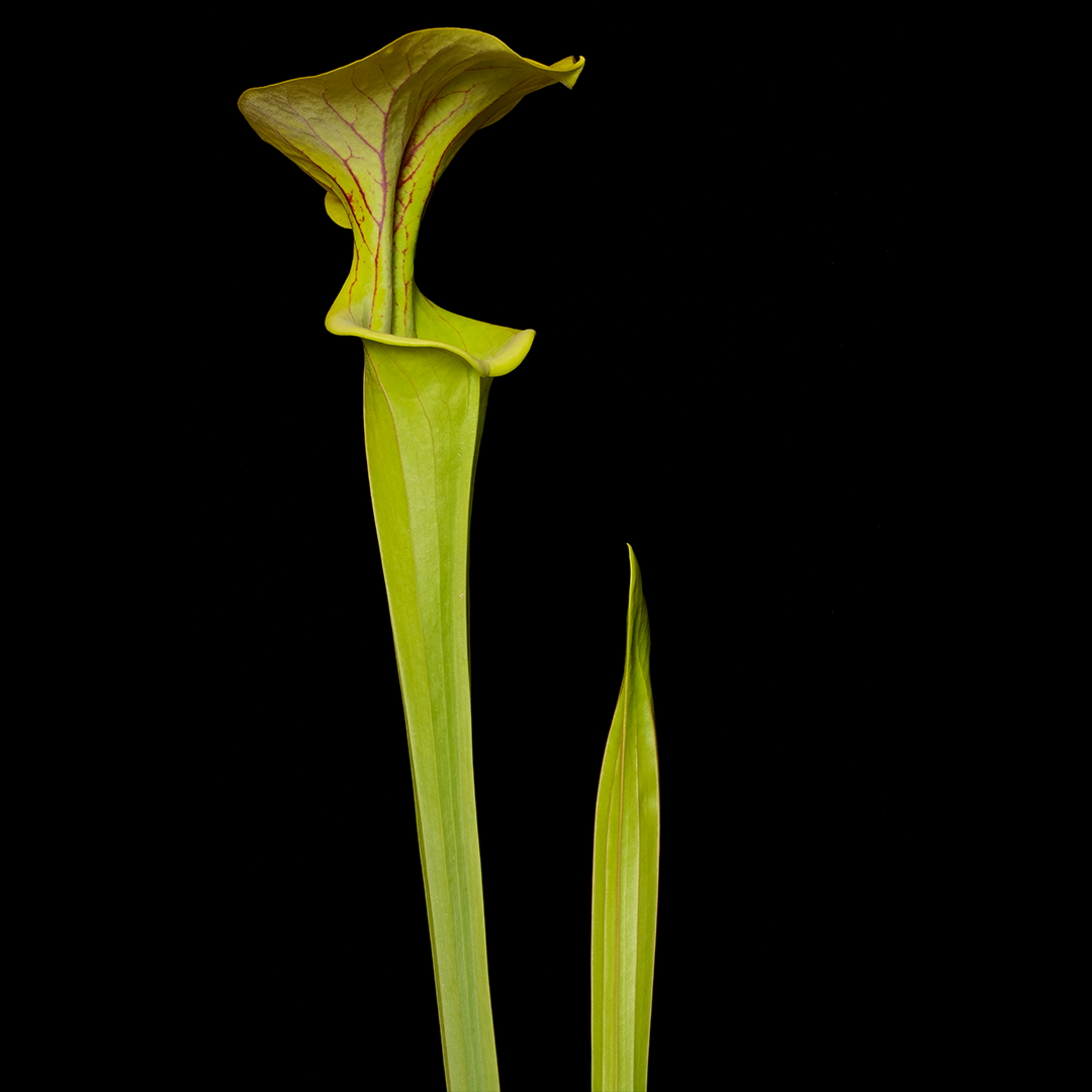 Sarracenia x 'Doreen's Colossus'