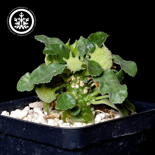 Dorstenia foetida