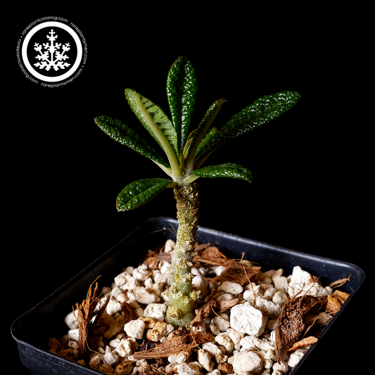 Dorstenia gigas