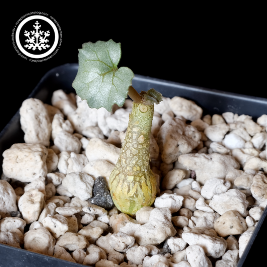 Dorstenia gypsophila