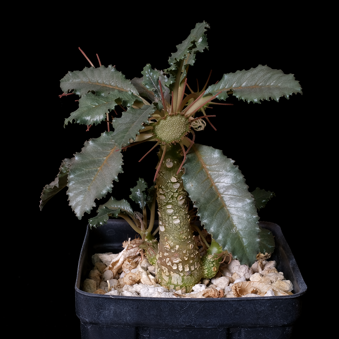 Dorstenia gypsophila x lavranii hybrid