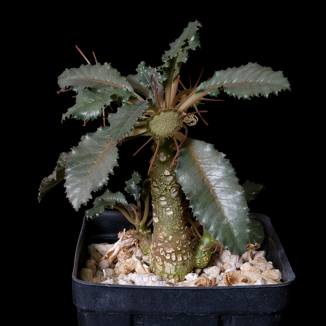 Dorstenia gypsophila x lavranii hybrid