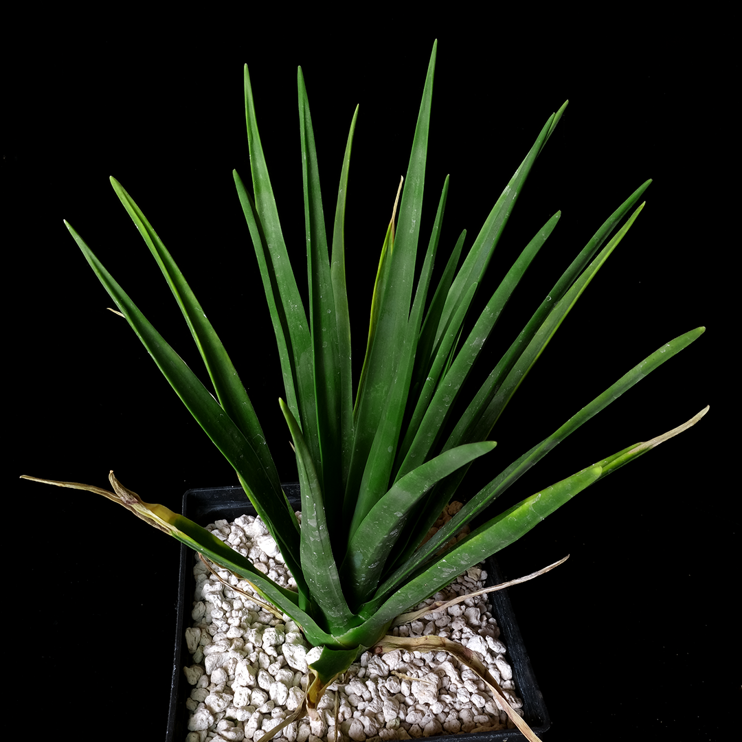 Dracaena cinnabari