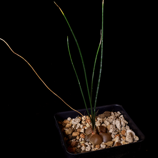 Drimia mzimvubuensis