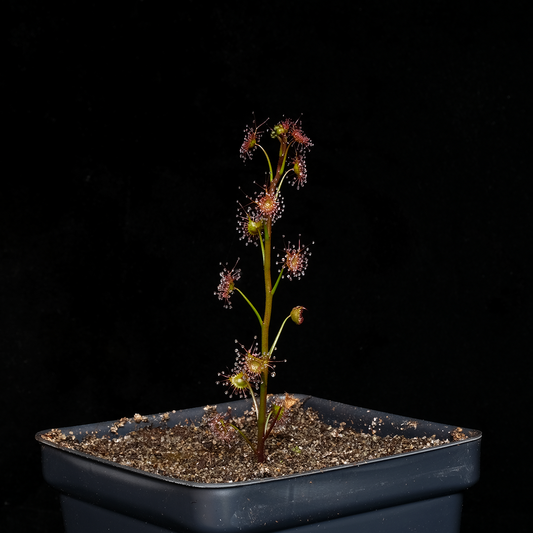 Drosera auriculata