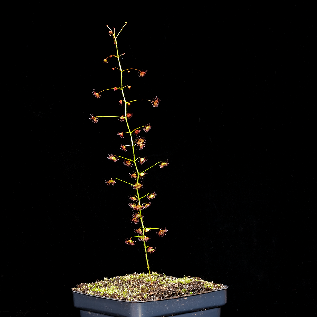 Drosera macrantha