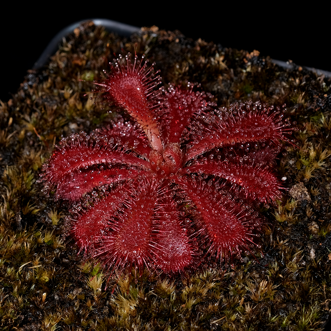 Drosera aliciae (Silvermine)