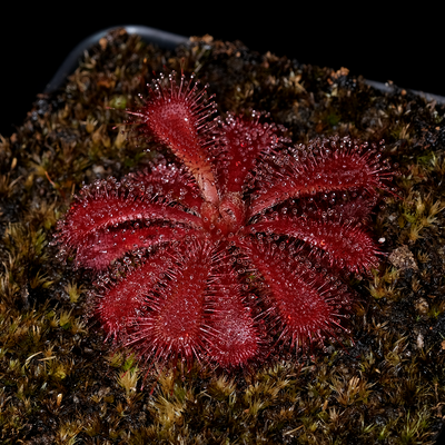 Drosera aliciae (Silvermine)